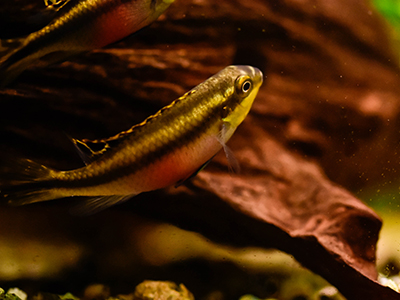 Kribensis Cichlid