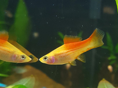 Lemon Swordtail