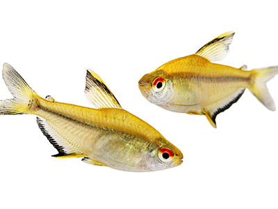 Lemon Tetra