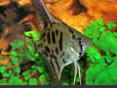 Leopard Angelfish