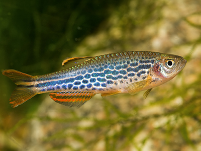 Leopard Danio