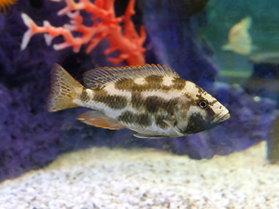 Livingstoni Cichlid