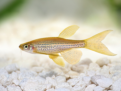 Longfin Leopard Danio