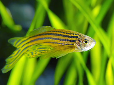 Longfin Zebra Danio