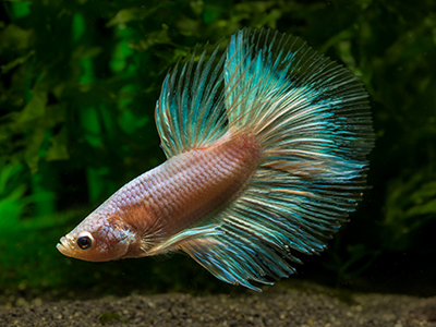 Male Siamese Fighter