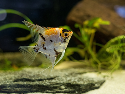 Marble Angelfish