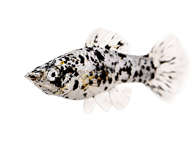 Marble Sailfin Molly