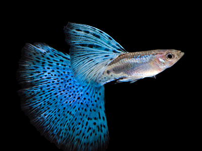 Metallic Blue Guppy