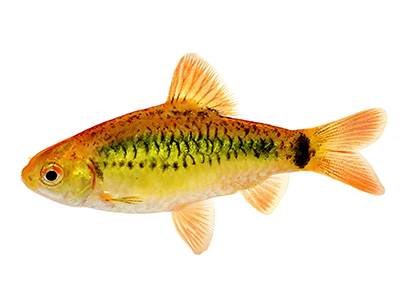 Metallic Gold Barb