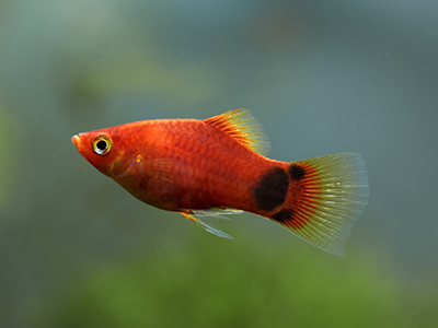 Mickey Mouse Platy