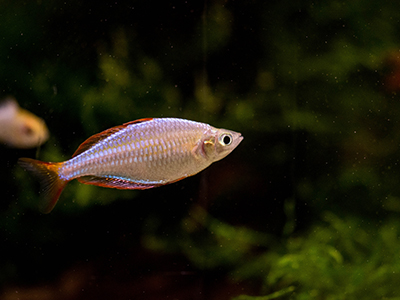 Neon Blue Dwarf Rainbow