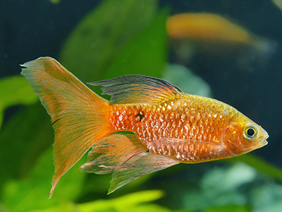 Neon Longfin Rosy Barb