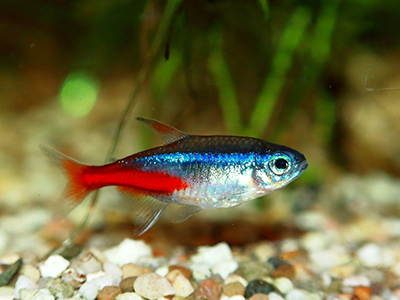 Neon Tetra
