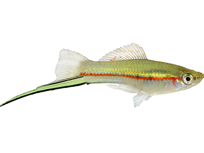 Neon Wagtail Sword