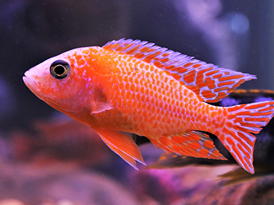 Orange Peacock Cichlid