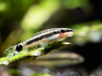 Otocinclus