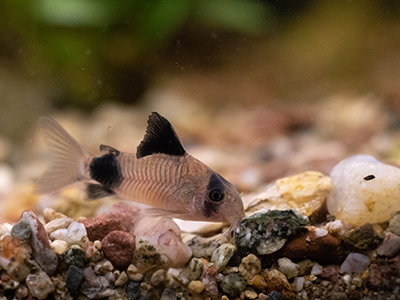 Panda Corydoras
