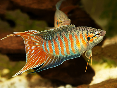 Paradise Fish