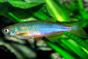 Pearl Danio