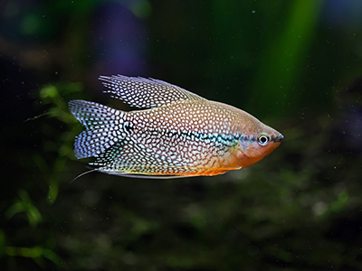 Pearl or Lace Gourami