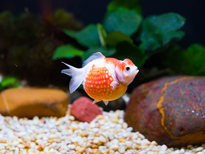 Pearscales