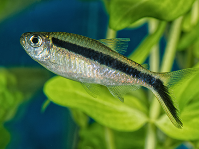 Penguin Tetra