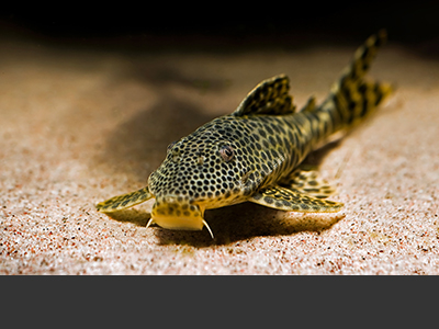 Pimelodella Catfish