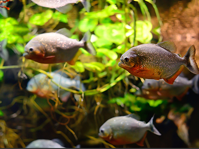 Piranha