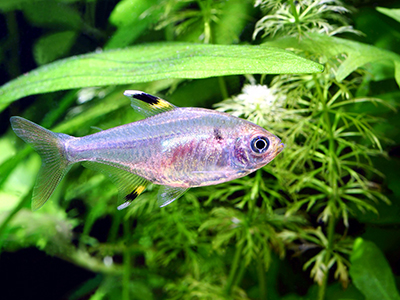 Pristella or X-Ray Tetra