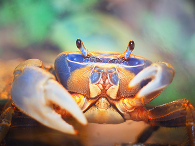 Rainbow Crab