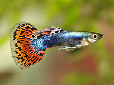 Rainbow Guppy