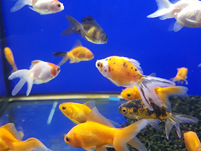 Assorted Goldfish