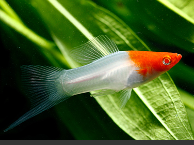 Red and White Swordtail