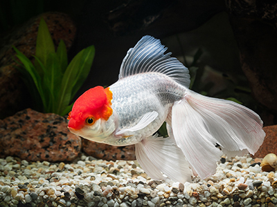 Red Cap Oranda