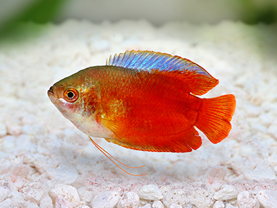 Red Dwarf Gourami