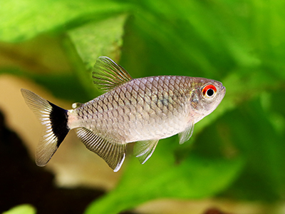 Red Eye Tetra