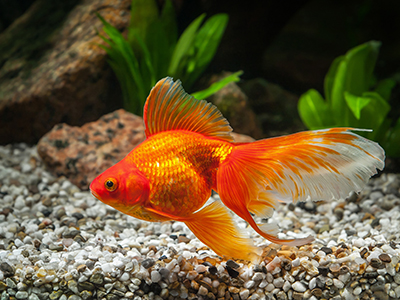 Red Fantails