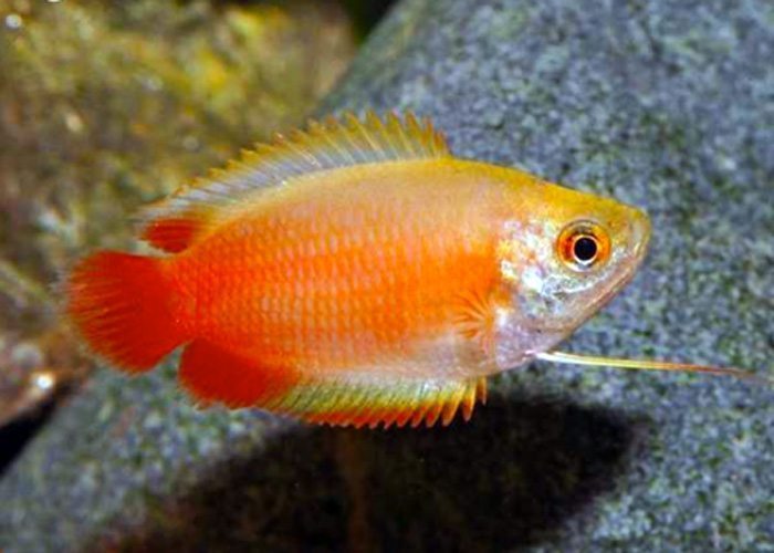 Red Honey Gourami
