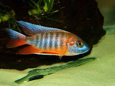 Red Neck Blue Peacock Cichlid