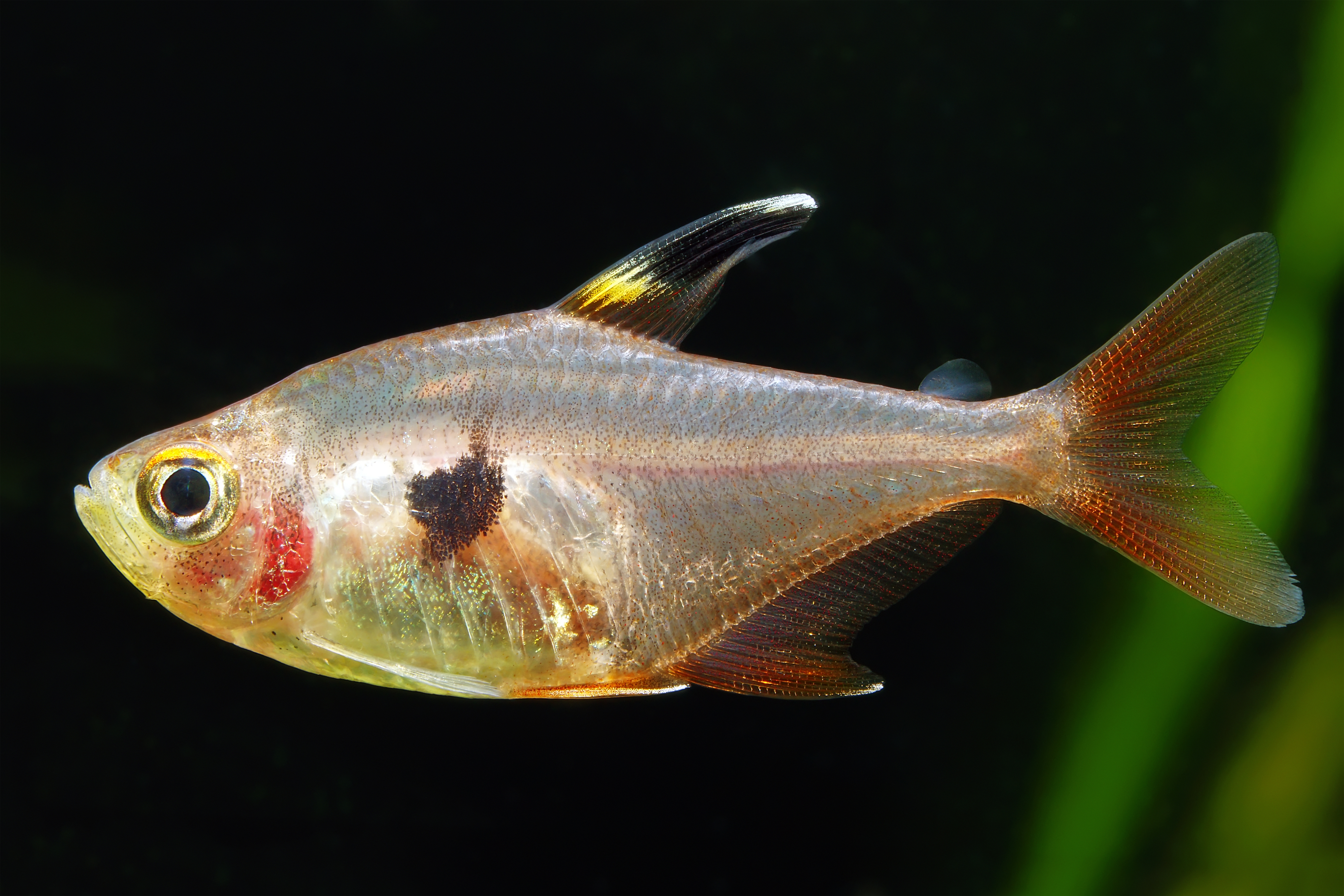 Red Phantom Tetra