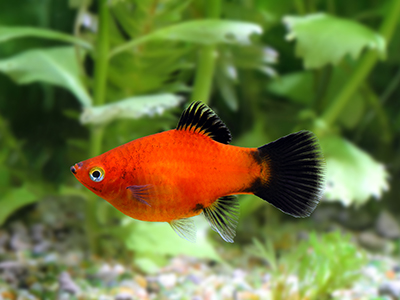 Red Platy