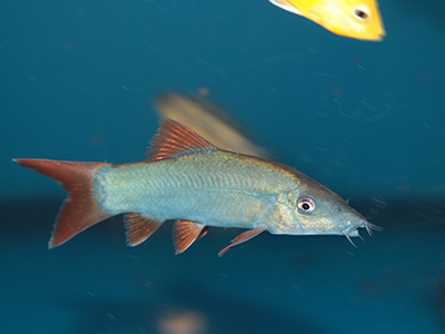 Red Tail Botia
