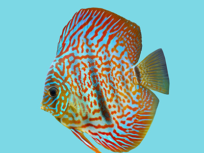 Red Turquoise Discus