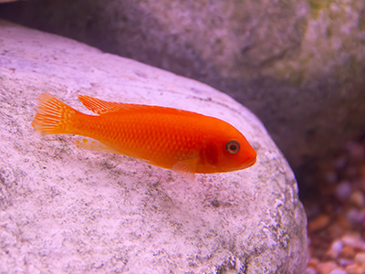 Red Zebra Cichlid