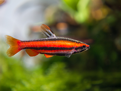 Rocket Pencilfish