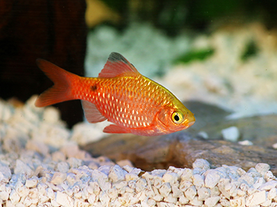 Rosy Barb