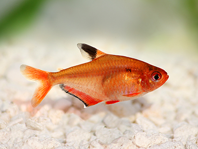 Serpae Tetra