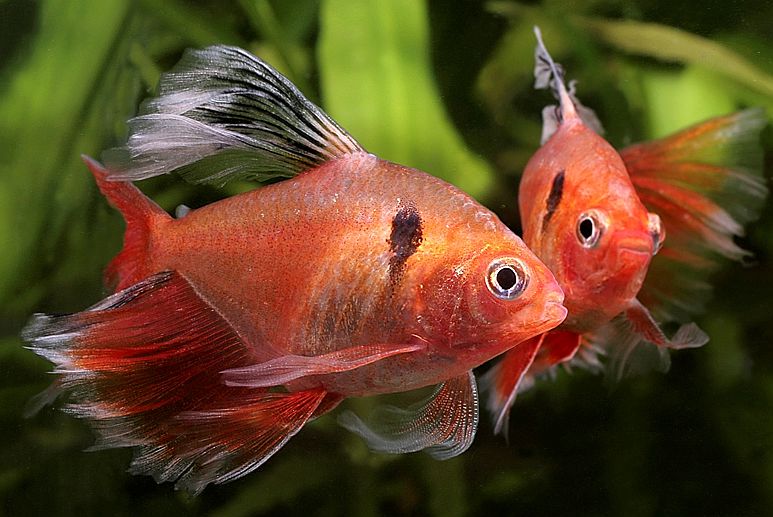 Serpae Tetra Longfin