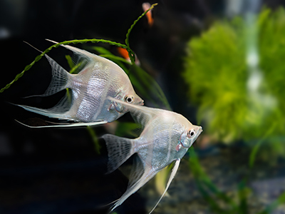 Silver Angelfish