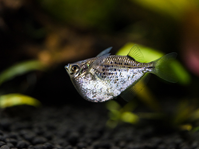 Silver Hatchetfish